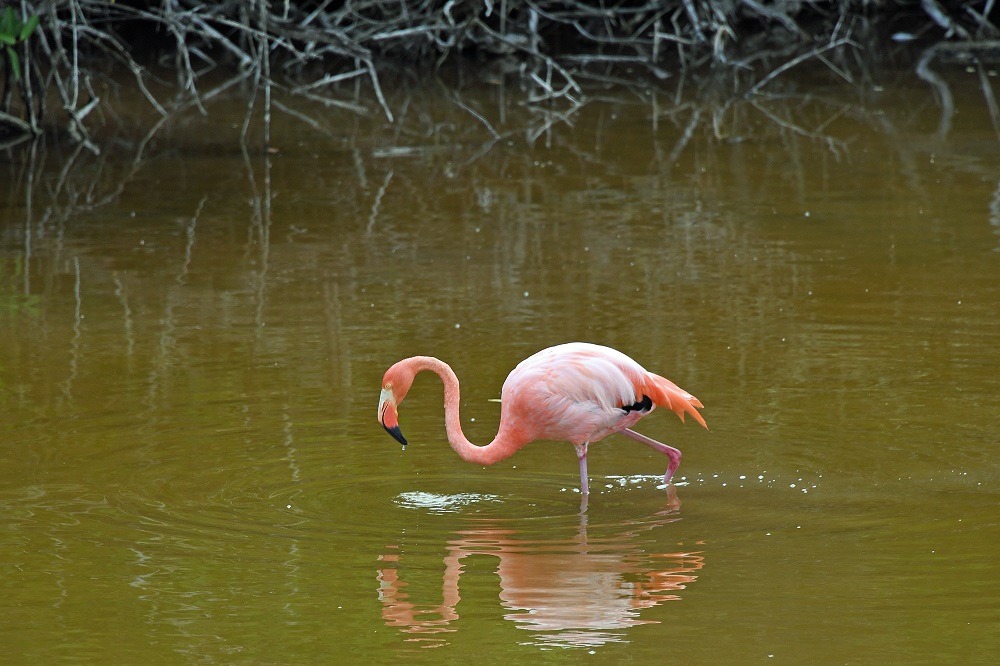 Galapagos American Flamingo